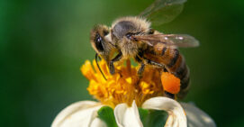 Bijenwandeling
